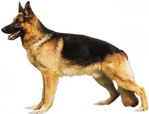Training Methods For Aggressive Dogs Training Methods For Aggressive Dogs
